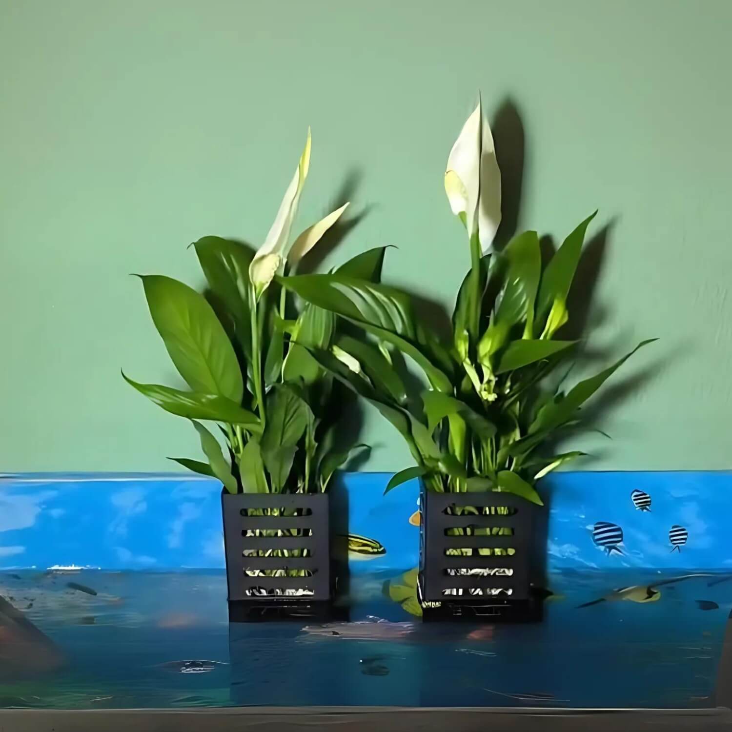 hydroponische waterpotten met planten